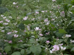 Rubus divaricatus (jeżyna połyskująca)