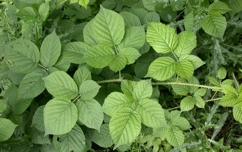 Rubus fabrimontanus (jeżyna podgórska)