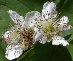 Rubus fabrimontanus (jeżyna podgórska)