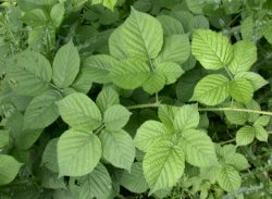 Rubus fabrimontanus (jeżyna podgórska)