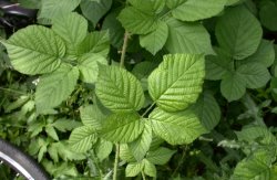 Rubus fabrimontanus (jeżyna podgórska)