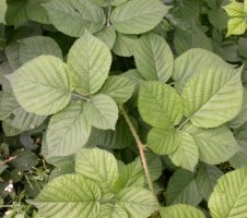 Rubus fabrimontanus (jeżyna podgórska)