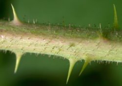 Rubus fabrimontanus (jeżyna podgórska)