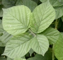 Rubus fabrimontanus (jeżyna podgórska)