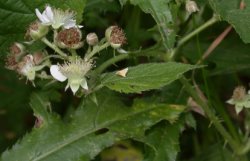 Rubus fabrimontanus (jeżyna podgórska)