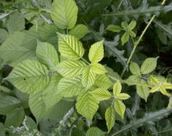 Rubus fabrimontanus (jeżyna podgórska)