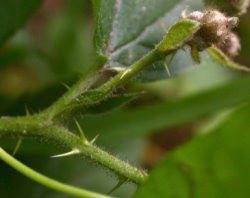 Rubus fabrimontanus (jeżyna podgórska)