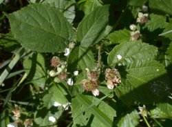 Rubus fabrimontanus (jeżyna podgórska)