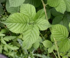 Rubus fabrimontanus (jeżyna podgórska)