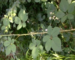 Rubus gracilis (jeżyna ostręga)