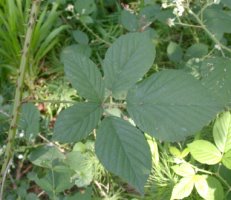 Rubus gracilis (jeżyna ostręga)