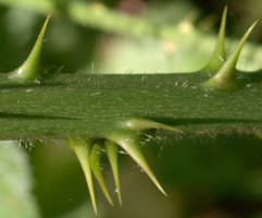 Rubus gracilis (jeżyna ostręga)