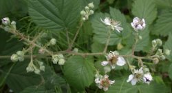 Rubus gracilis (jeżyna ostręga)