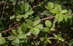 Rubus macrophyllus (jeżyna wielkolistna)