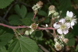 Rubus macrophyllus (jeżyna wielkolistna)