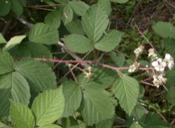 Rubus macrophyllus (jeżyna wielkolistna)