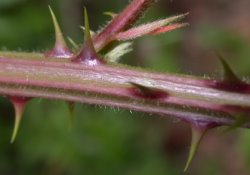 Rubus macrophyllus (jeżyna wielkolistna)