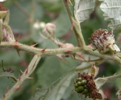 Rubus macrophyllus (jeżyna wielkolistna)