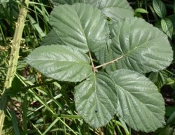 Rubus macrophyllus (jeżyna wielkolistna)