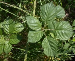 Rubus macrophyllus (jeżyna wielkolistna)