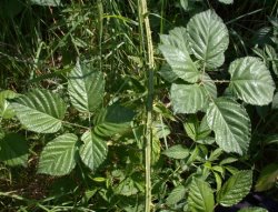 Rubus macrophyllus (jeżyna wielkolistna)