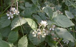 Rubus macrophyllus (jeżyna wielkolistna)