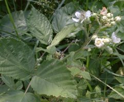 Rubus macrophyllus (jeżyna wielkolistna)