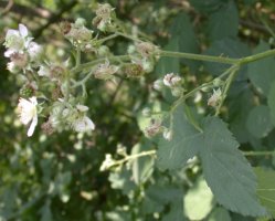 Rubus macrophyllus (jeżyna wielkolistna)