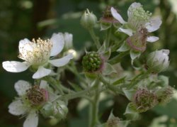 Rubus macrophyllus (jeżyna wielkolistna)