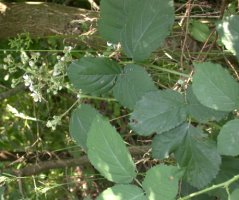 Rubus macrophyllus (jeżyna wielkolistna)