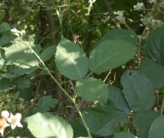 Rubus macrophyllus (jeżyna wielkolistna)