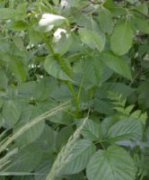 Rubus nessensis (jeżyna lochneseńska)