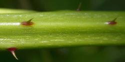 Rubus nessensis (jeżyna lochneseńska)