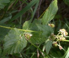 Rubus nessensis (jeżyna lochneseńska)