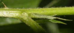 Rubus nessensis (jeżyna lochneseńska)