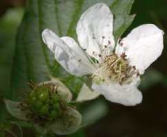 Rubus nessensis (jeżyna lochneseńska)