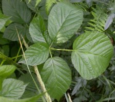 Rubus nessensis (jeżyna lochneseńska)