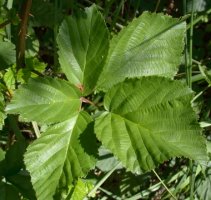 Rubus ortostachys (jeżyna prostokwiatostanowa)