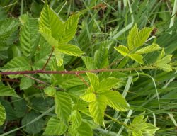 Rubus ortostachys (jeżyna prostokwiatostanowa)