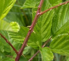 Rubus ortostachys (jeżyna prostokwiatostanowa)