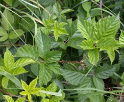 Rubus ortostachys (jeżyna prostokwiatostanowa)