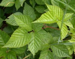 Rubus ortostachys (jeżyna prostokwiatostanowa)