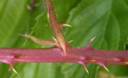 Rubus ortostachys (jeżyna prostokwiatostanowa)