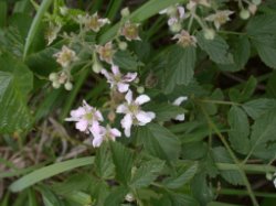 Rubus ortostachys (jeżyna prostokwiatostanowa)