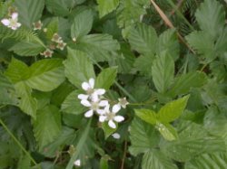 Rubus ortostachys (jeżyna prostokwiatostanowa)