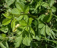 Rubus ortostachys (jeżyna prostokwiatostanowa)