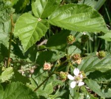 Rubus ortostachys (jeżyna prostokwiatostanowa)