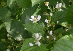 Rubus ortostachys (jeżyna prostokwiatostanowa)