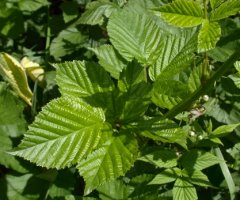 Rubus ortostachys (jeżyna prostokwiatostanowa)