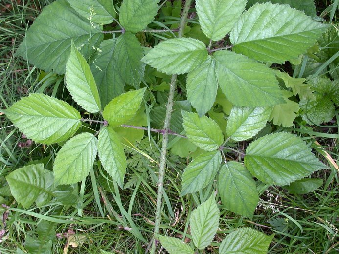 Rubus ostroviensis (jeżyna ostrowska)